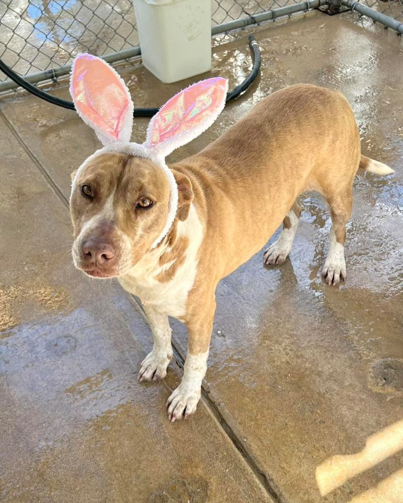 Rescue dog wearing pink bunny ears at the PALS Rescue no-kill shelter in McComb, Mississippi